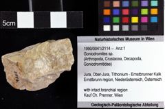 Foto (Objket + Etiketten) von Goniodromites sp. 